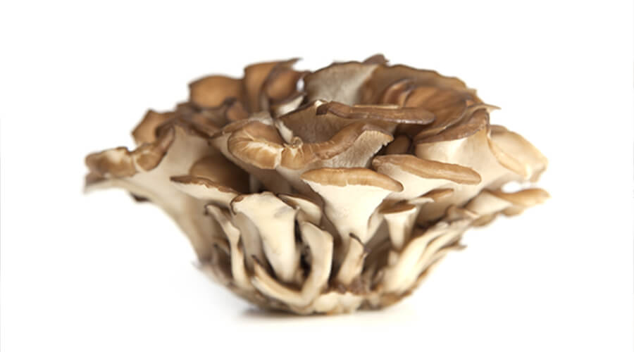 Maitake Mushrooms high in antioxidants 